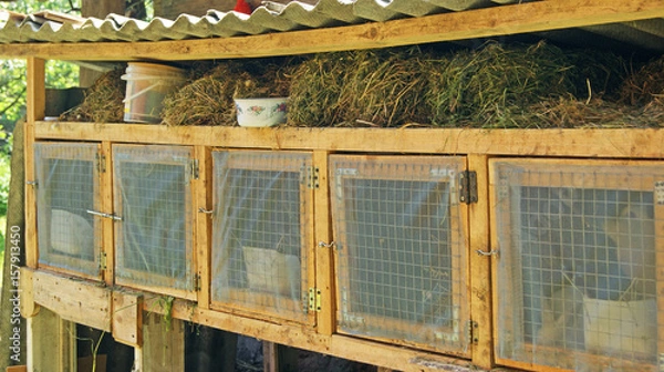 Fototapeta Cages for rabbits on the farm