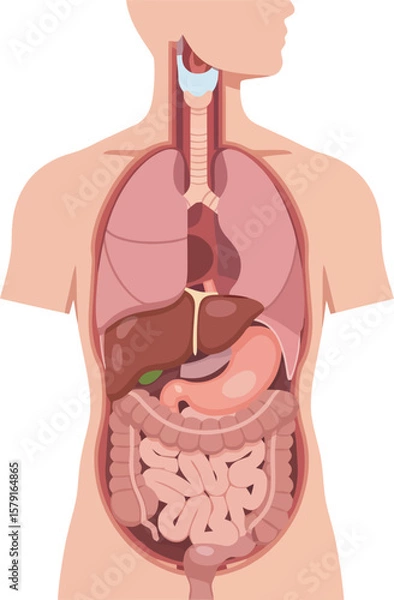 Obraz Human torso anatomy illustration showing internal organs, including lungs, heart, liver, stomach, and intestines.