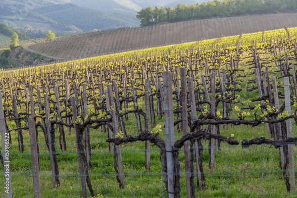 Fototapeta Weinberge Toskana, Chianti