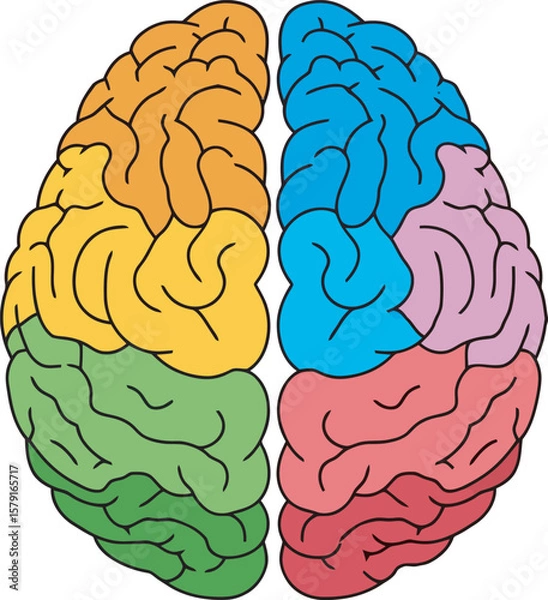 Obraz Colorful illustration of a human brain, divided into hemispheres, each showcasing distinct color-coded regions.