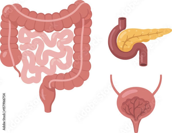 Obraz Illustration showing the human colon, pancreas, and bladder, depicted in a simplified, anatomical style.