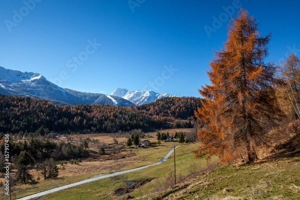 Obraz The rich oranges of the trees in the Trivigno plain contrasting with the whites of the snow-capped peaks in the background - Trivigno, Valtellina, Sondrio, Lombardy, Italy. Europe