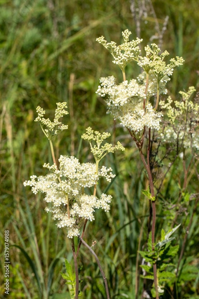 Fototapeta Meadowsweet plant in bloom in the meadow in summer, Filipendula ulmaria, vertical photo, selective focus.