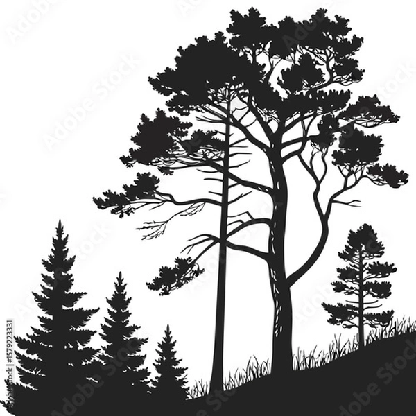 Fototapeta Tall pine and evergreen trees silhouette on grass hill create a dense forest scene