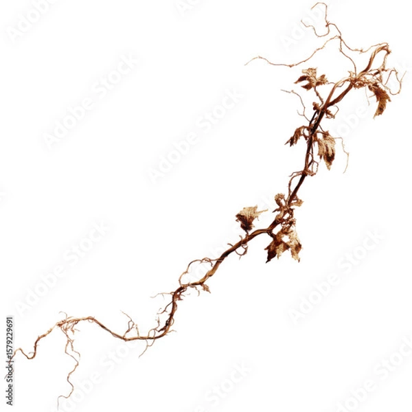 Fototapeta old broken jungle vines with dry textured bark and twisted form isolated on transparent background.