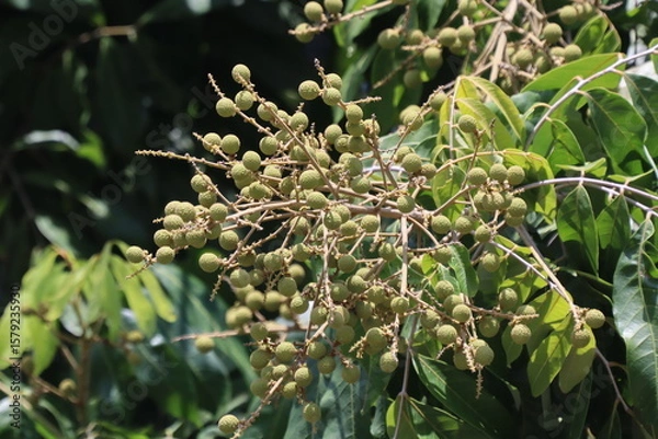 Obraz longan fruit