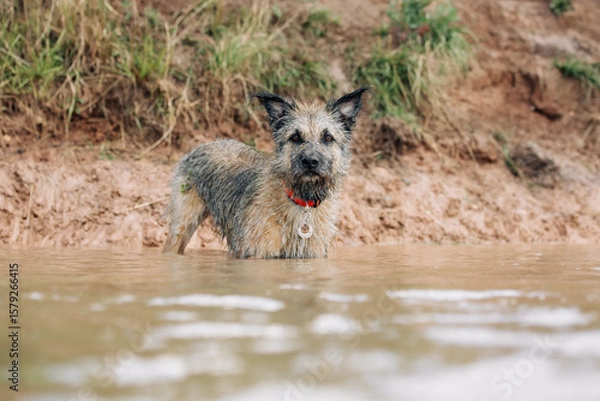 Fototapeta a wet funny dog stands in the water near the shore and cannot start swimming, she is afraid 