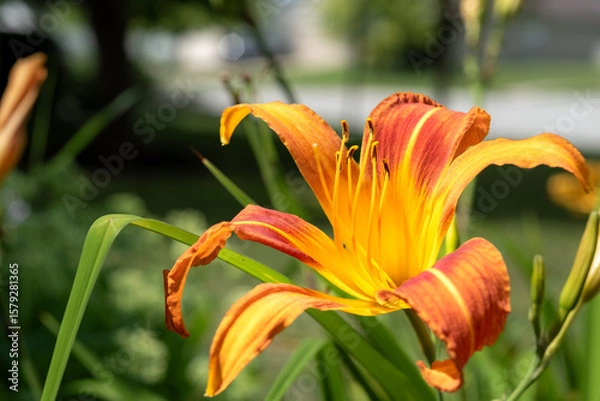 Fototapeta daylily