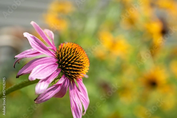 Fototapeta Echinacea