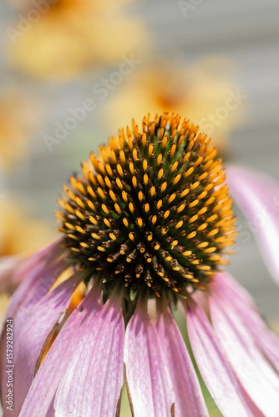 Fototapeta Echinacea