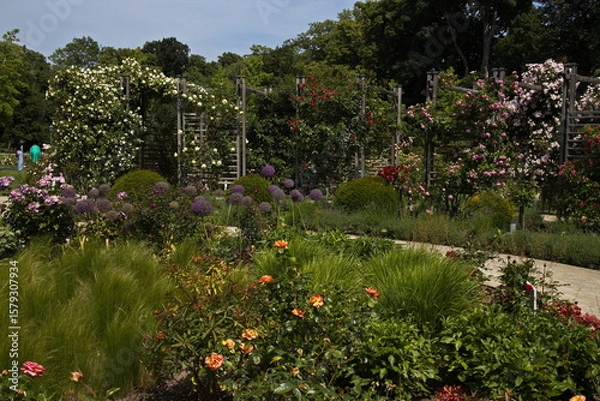 Obraz Rosarium in Doblhoff Park in Baden near Vienna, Lower Austria, Austria
