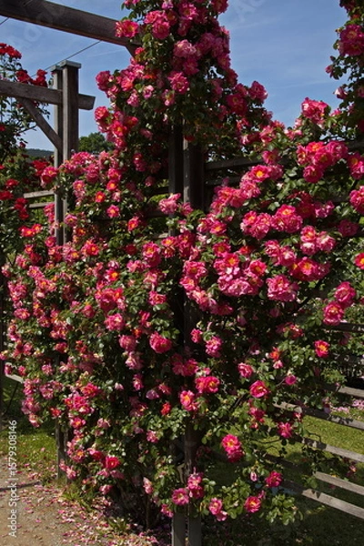 Obraz Rosarium in Doblhoff Park in Baden near Vienna, Lower Austria, Austria
