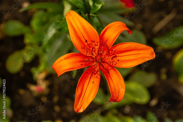 Obraz orange tiger lily