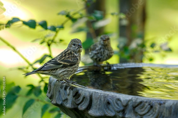 Obraz pine siskins perched on a birdbath with colorful background