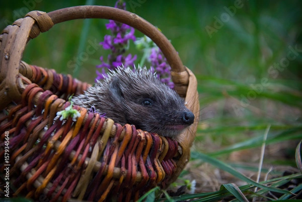Fototapeta In the forest, a hedgehog sits in a basket with daisies.