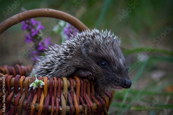 Fototapeta In the forest, a hedgehog sits in a basket with daisies.