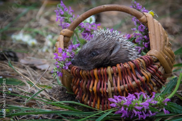 Fototapeta In the forest, a hedgehog sits in a basket with daisies.