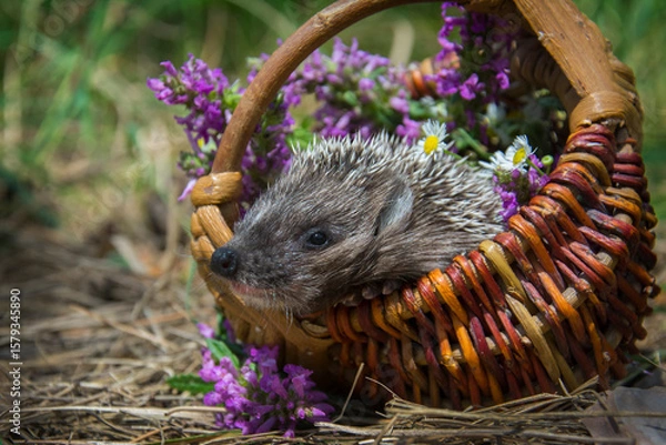 Fototapeta In the forest, a hedgehog sits in a basket with daisies.