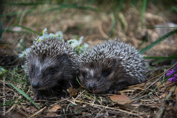 Fototapeta In the forest there are two little hedgehogs in the grass.