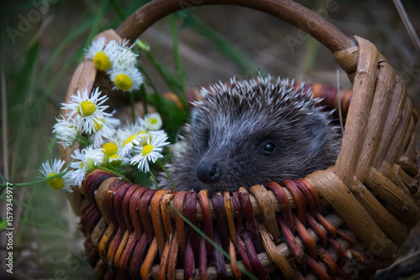 Fototapeta In the forest, a hedgehog sits in a basket with daisies.
