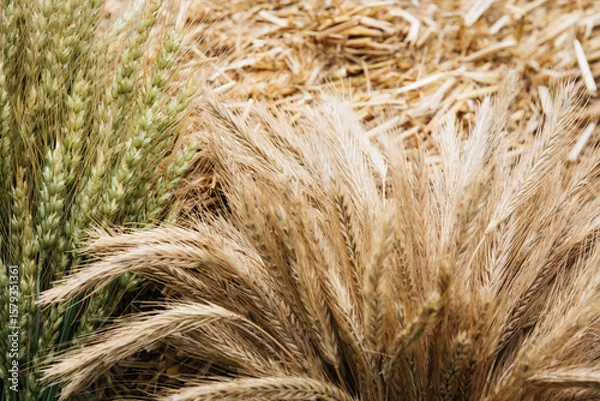 Fototapeta background of grain ears in rustic style.