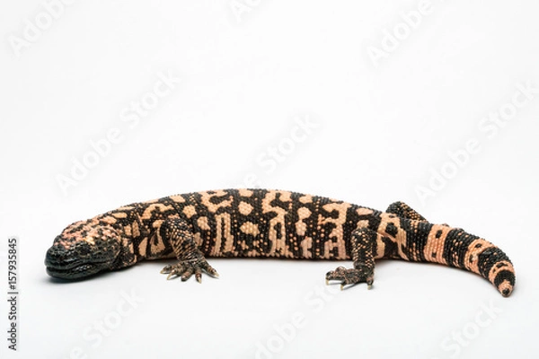 Fototapeta Gila Monster on White Background
