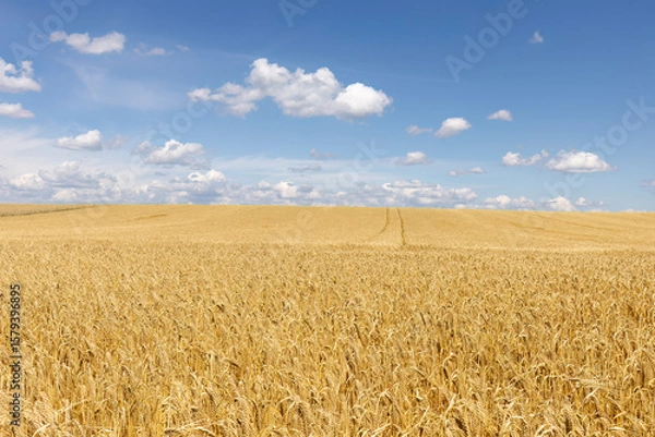 Obraz Weizenfeld vor blauem Himmel mit Wolken