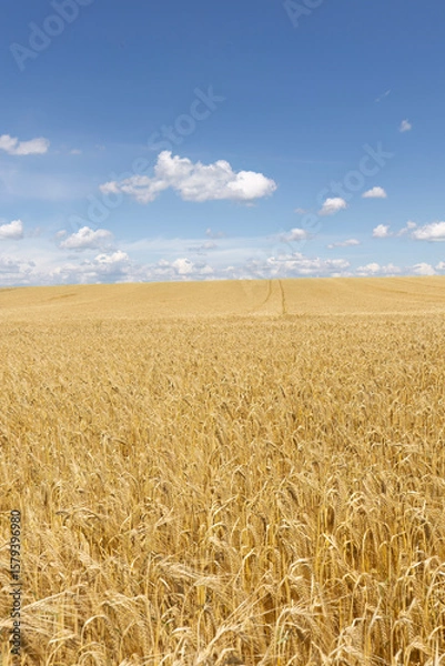 Obraz Weizenfeld vor blauem Himmel mit Wolken