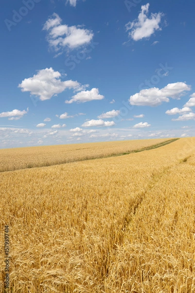 Obraz Weizenfeld vor blauem Himmel mit Wolken