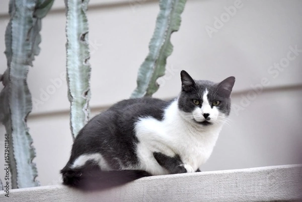 Obraz cat on the window