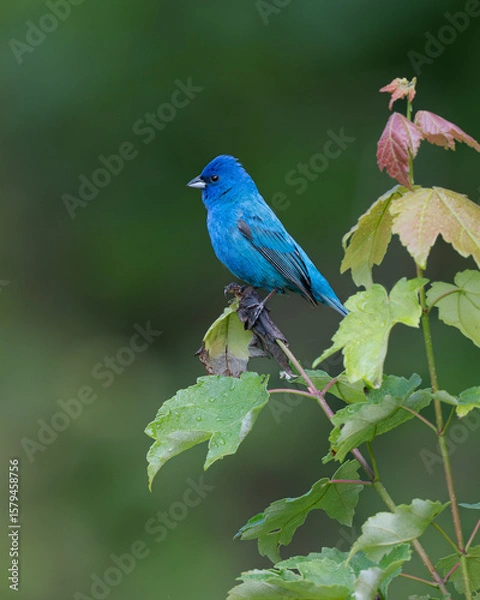 Obraz Indigo Bunting