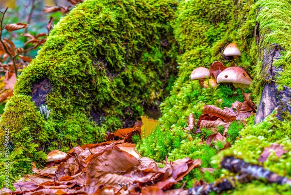 Obraz Musgo y setas
