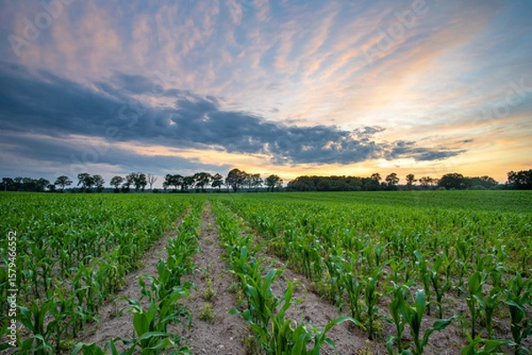 Fototapeta pole kukurydzy