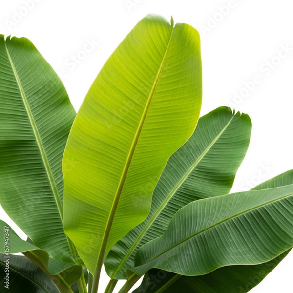 Fototapeta Fresh banana leaves on Isolated transparent background png. generated with AI