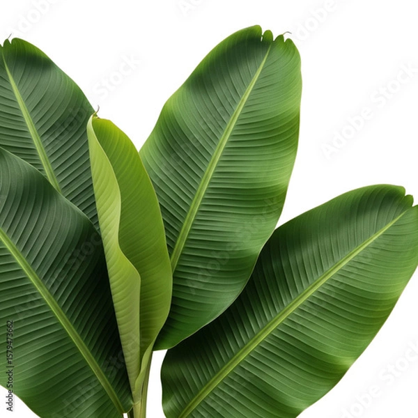 Fototapeta Fresh banana leaves on Isolated transparent background png. generated with AI