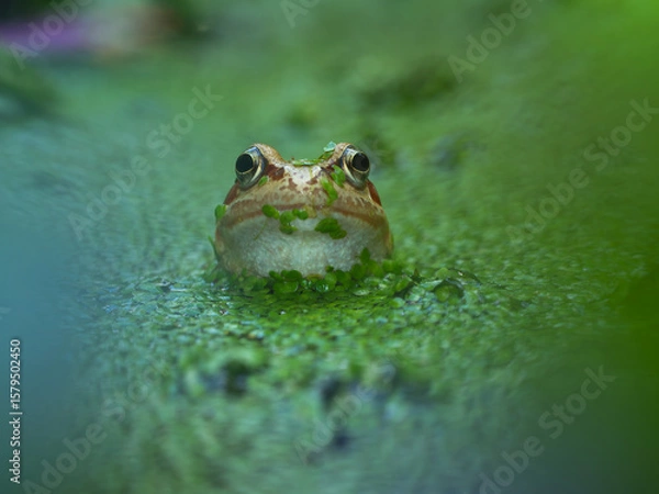 Obraz frog in a garden pond