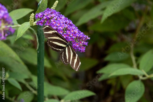 Obraz Zebra Longwing on flowers and leaves