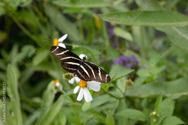 Obraz Zebra Longwing on flowers and leaves