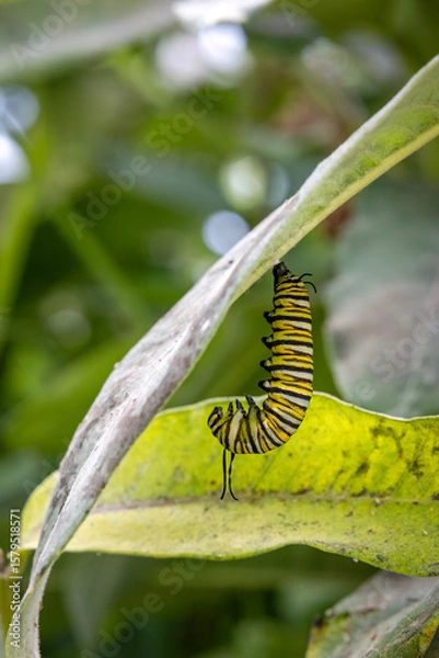 Obraz Caterpillar
