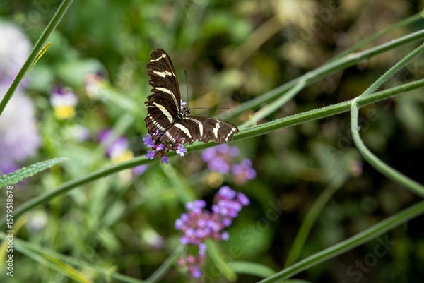 Obraz Zebra Longwing on flowers and leaves