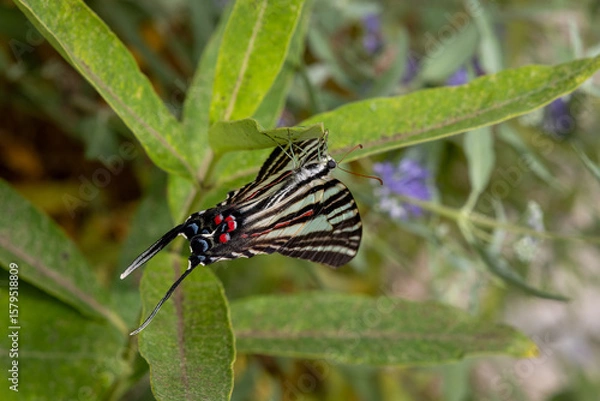 Obraz Eurytides Marcellus butterfly on leaves