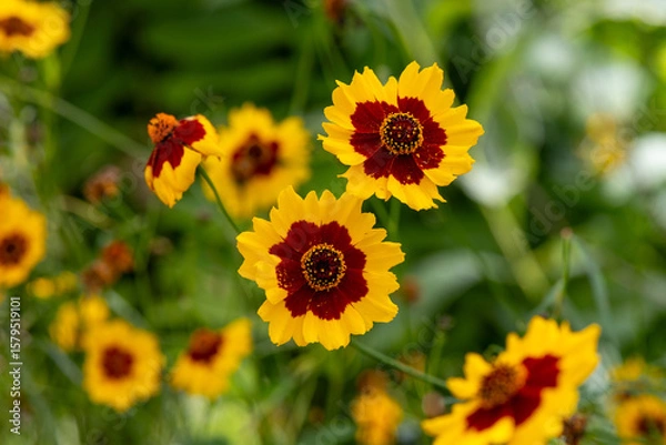 Obraz Golden Tickseed flower