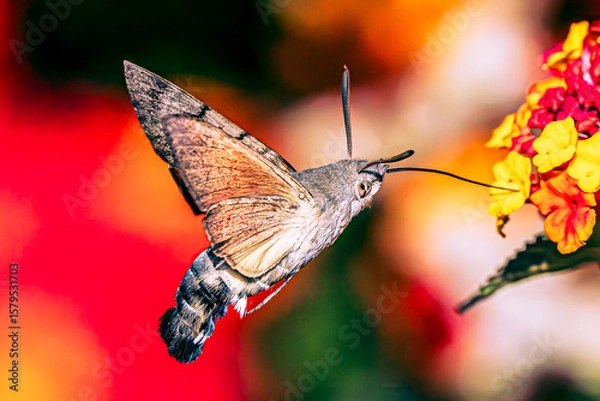 Obraz Hummingbird hawk-moth