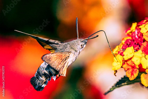 Obraz Hummingbird hawk-moth