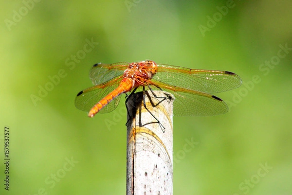 Obraz Dragonfly Wings 03