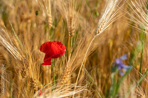 Obraz Rote Mohnblume in Getreidefeld