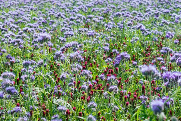 Obraz Ein Feld bepflanzt mit Bienenweide (phacelia)