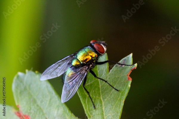Obraz Green Bottle Fly 01