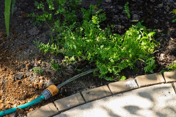 Obraz Watering Garden Plants in Flower Bed with a Hose During a Heatwave or Hosepipe Ban