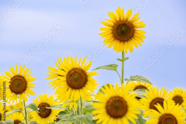 Obraz 青空に咲くひまわり